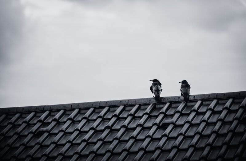 Two Crows on Roof