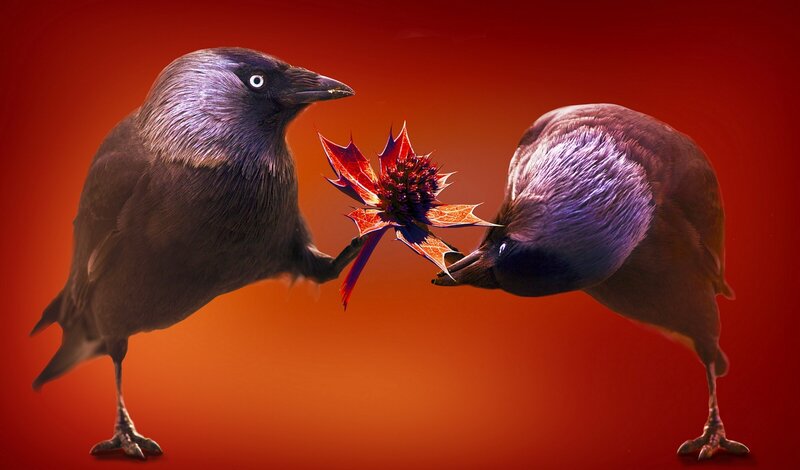 Two Crows with Flower