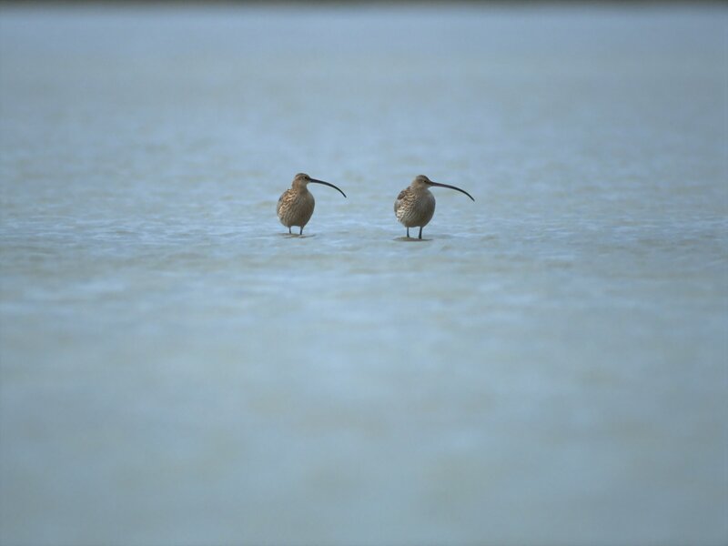Two curlews in shallow water