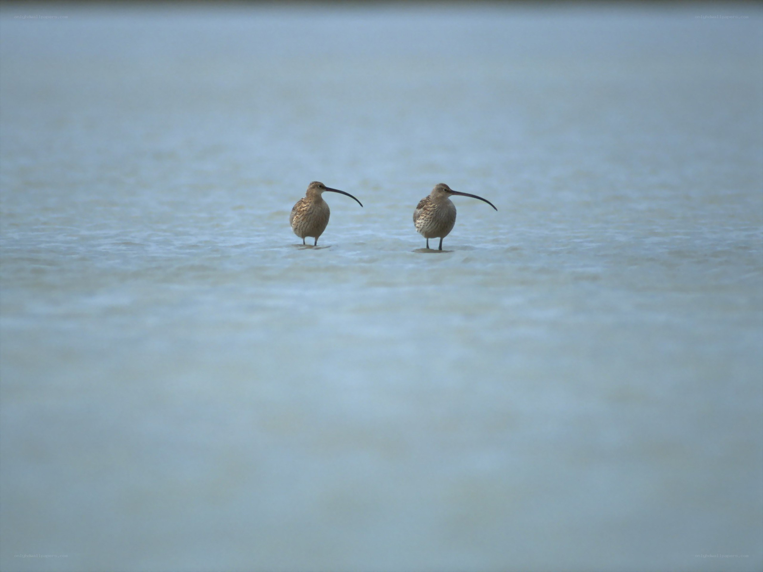 Two curlews in shallow water