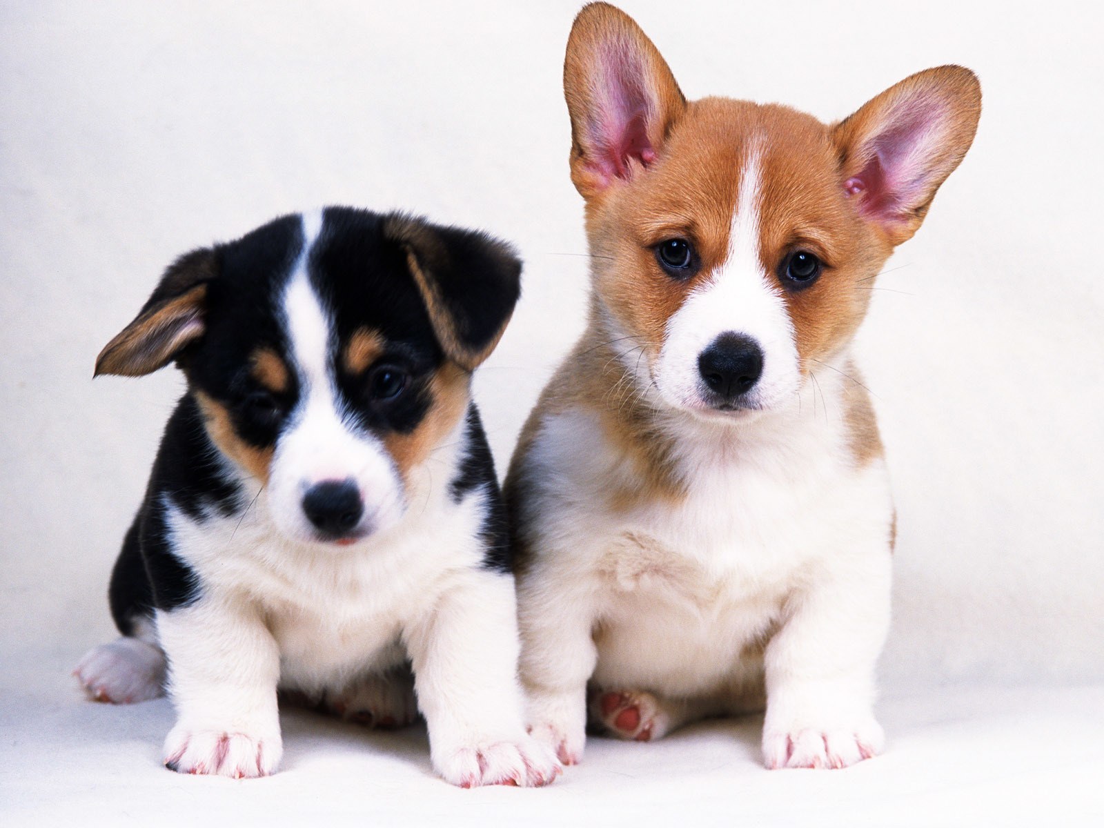 Two cute corgi puppies