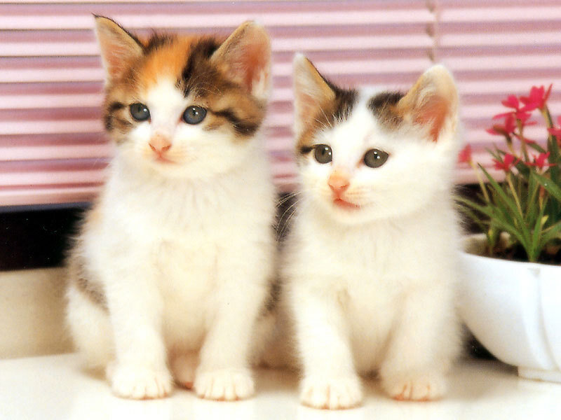 Two cute kittens sitting together