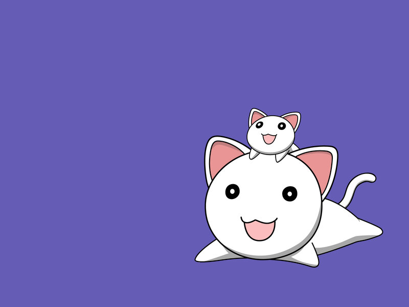 Two cute white cats