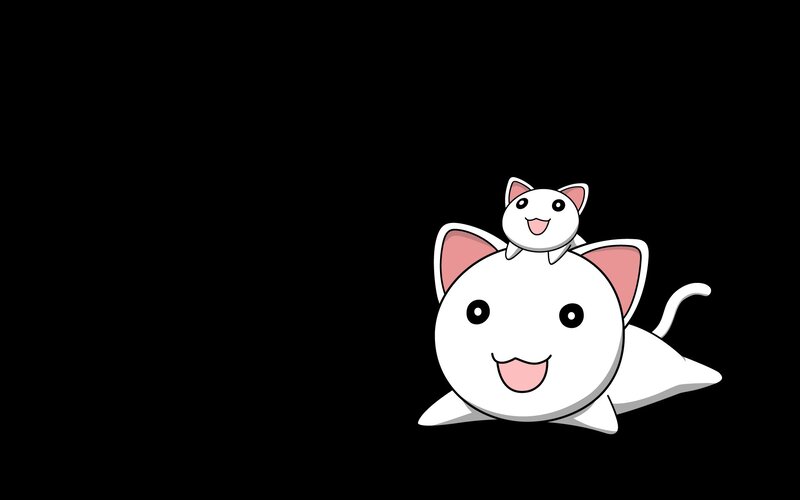 two cute white cats
