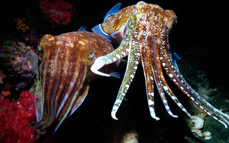 Two Cuttlefish Mating — Brown, Dramatic