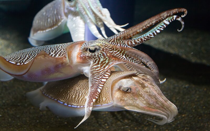 Two Cuttlefish Mating — Brown, Natural