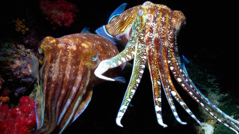 Two Cuttlefish Mating — Brown