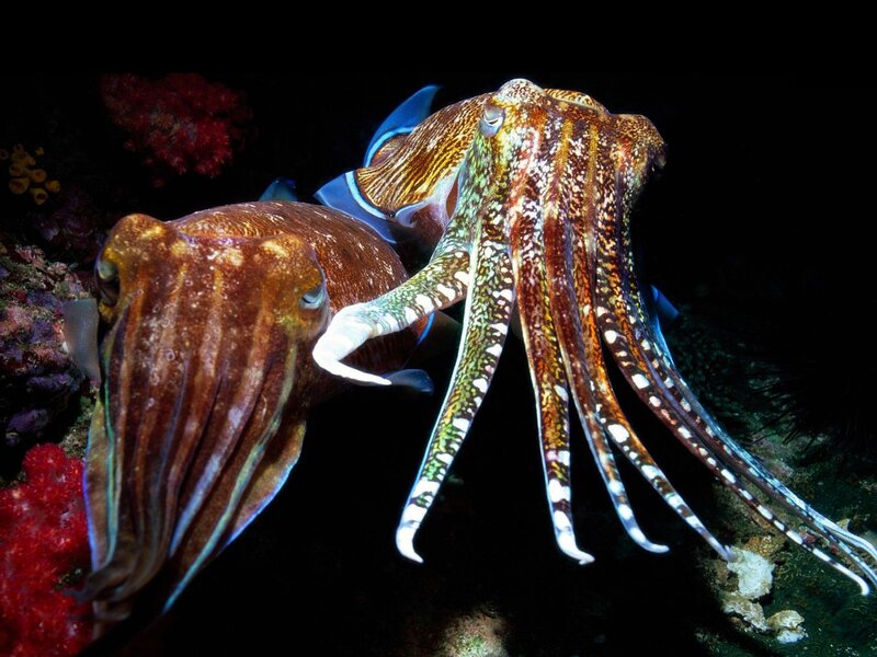 Two Cuttlefish Mating