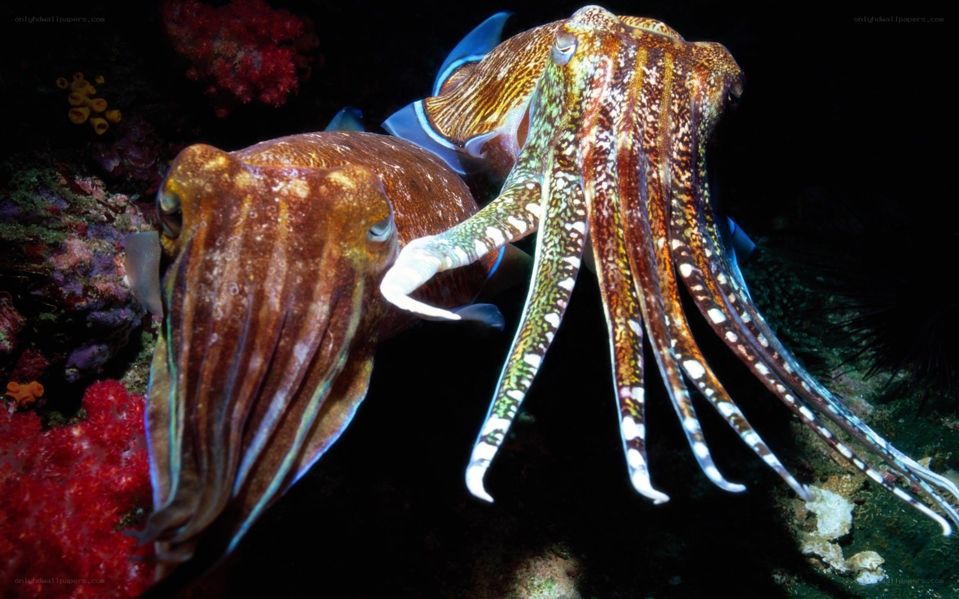 Two cuttlefish on a coral reef