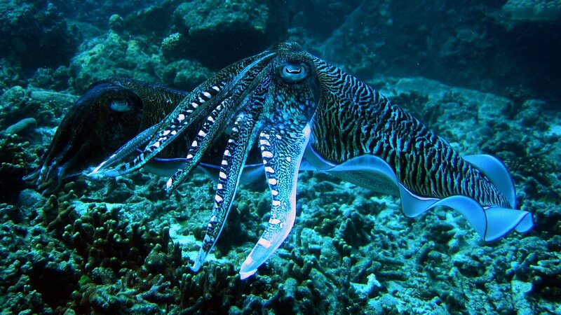 Two Cuttlefish on Reef