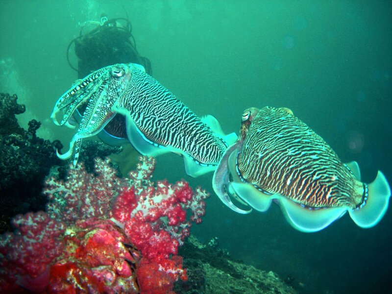 Two cuttlefish swimming underwater