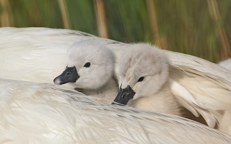 Two Cygnet Chicks