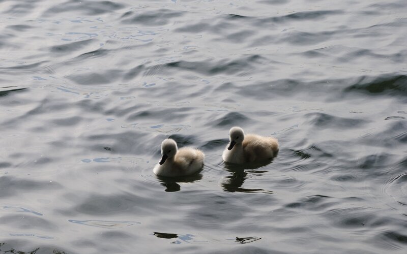 Two Cygnet Ducklings — Gray