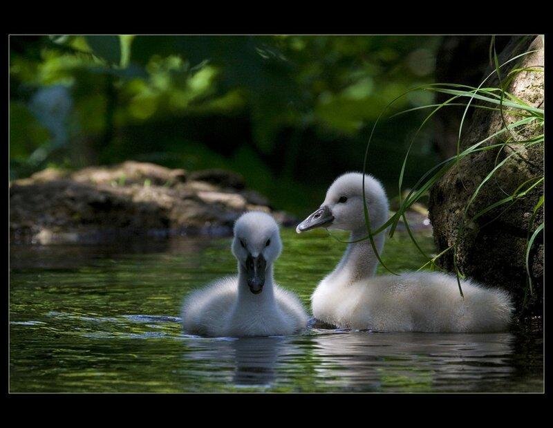 Two Cygnet Ducklings — Green