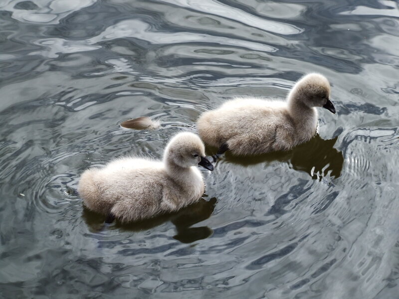 Two Cygnet Ducklings