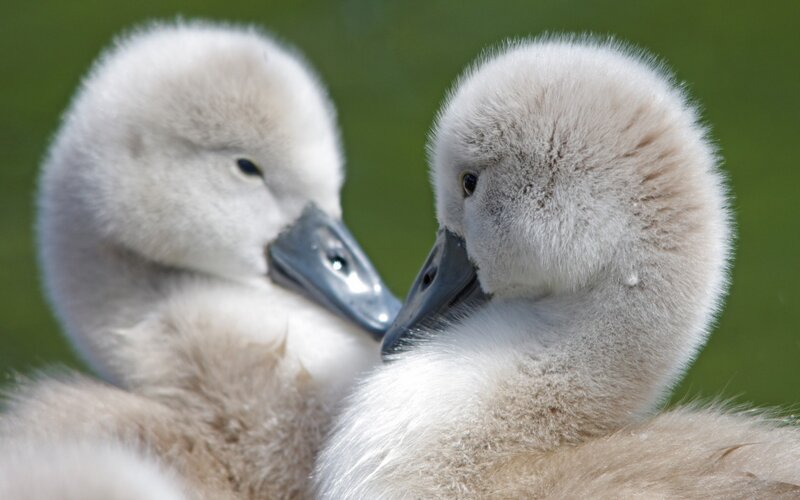 Two Cygnet Ducklings — White