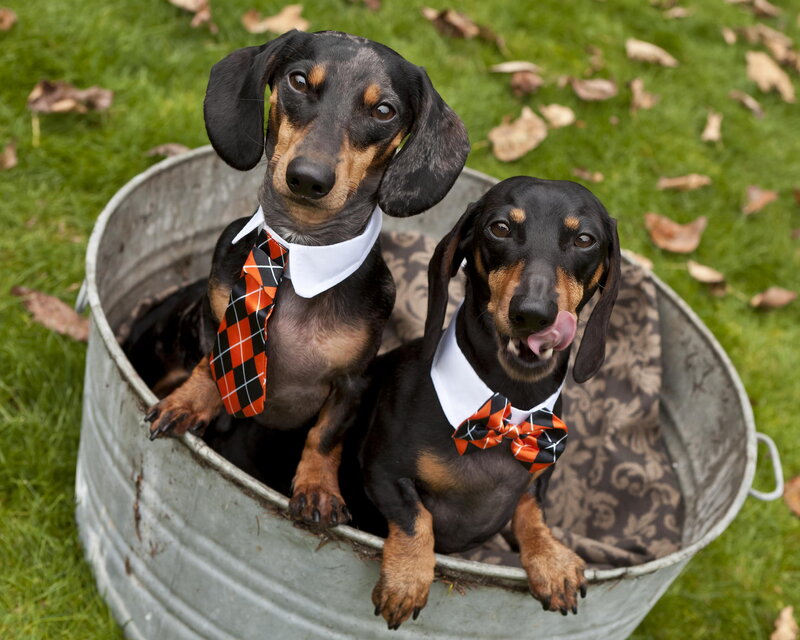 Two Dachshund Dogs — Black