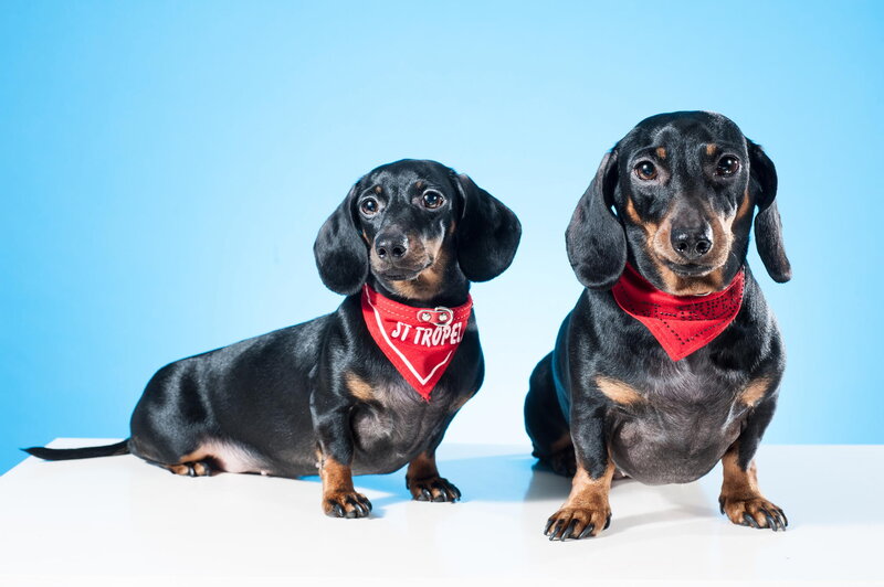 Two Dachshund Dogs — Blue, Neutral