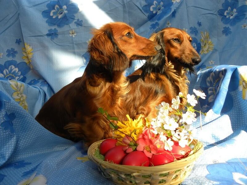 Two Dachshund Dogs — Blue