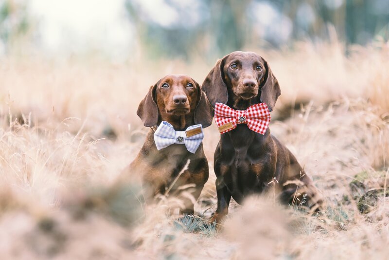 Two Dachshund Dogs — Brown, Calm, Afternoon, Photograph, Bow Ties