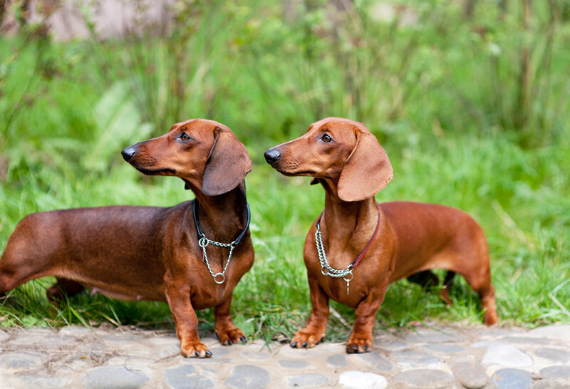 Two Dachshund Dogs — Brown, Calm, Afternoon
