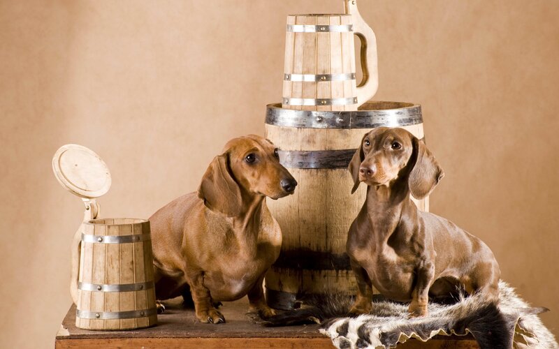 Two Dachshund Dogs — Brown, Calm, Photograph, Barrels