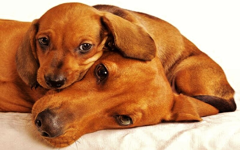 Two Dachshund Dogs — Brown, Calm, Photograph