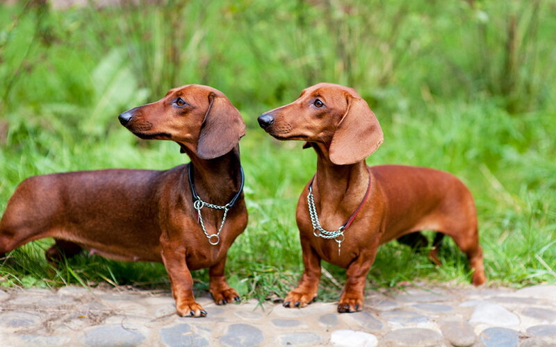 Two Dachshund Dogs — Brown, Calm