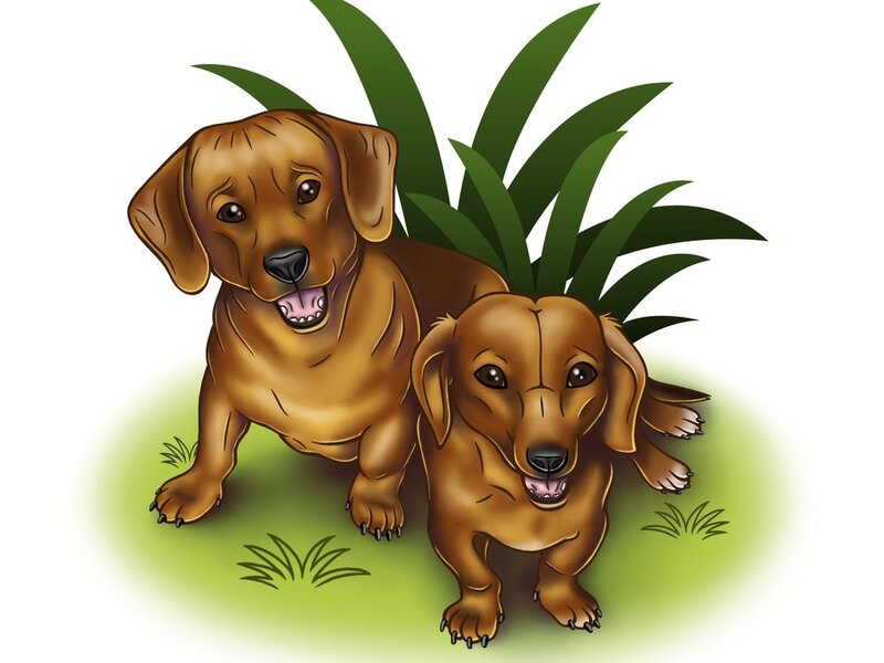 Two Dachshund Dogs — Brown, Playful