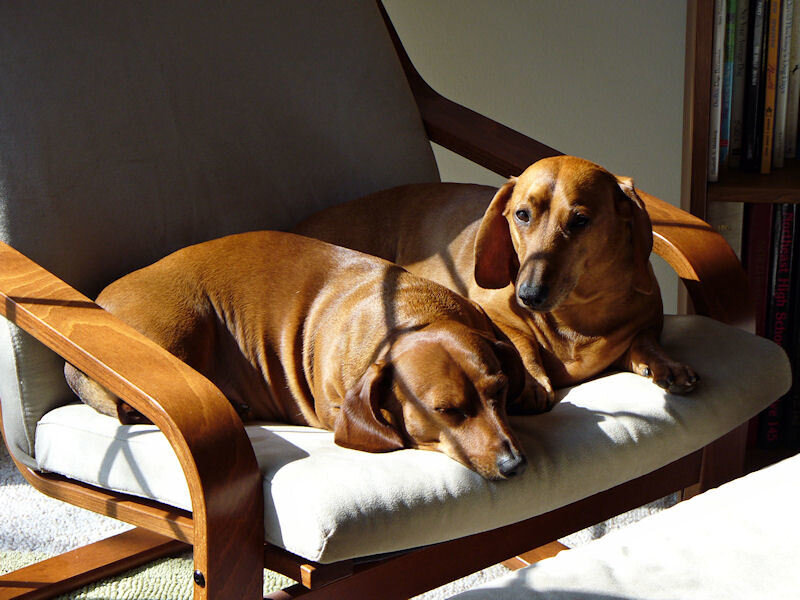 Two Dachshund Dogs — Brown