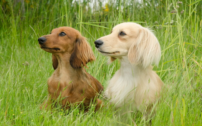 Two Dachshund Dogs — Green, Calm