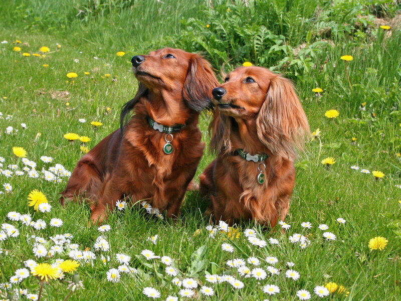 Two Dachshund Dogs — Green, Peaceful