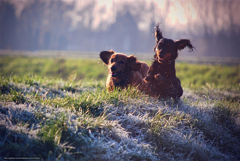 Two Dachshund Dogs — Green, Playful, Morning