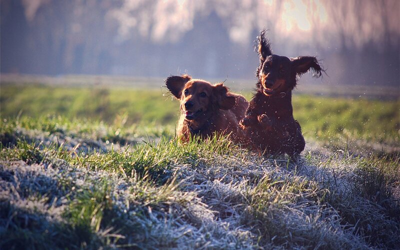 Two Dachshund Dogs — Green, Playful