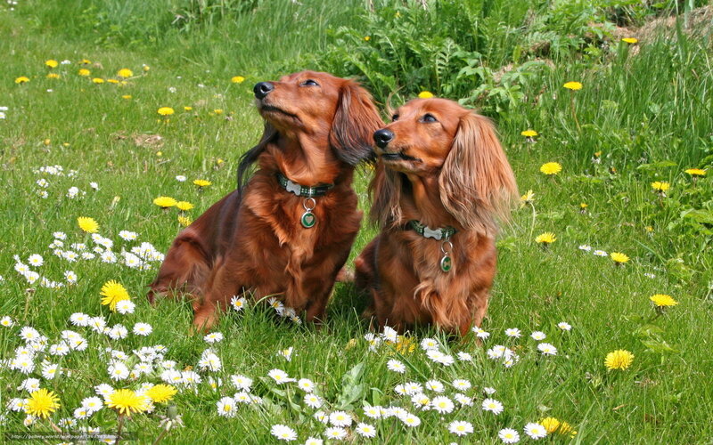 Two Dachshund Dogs — Green, Serene
