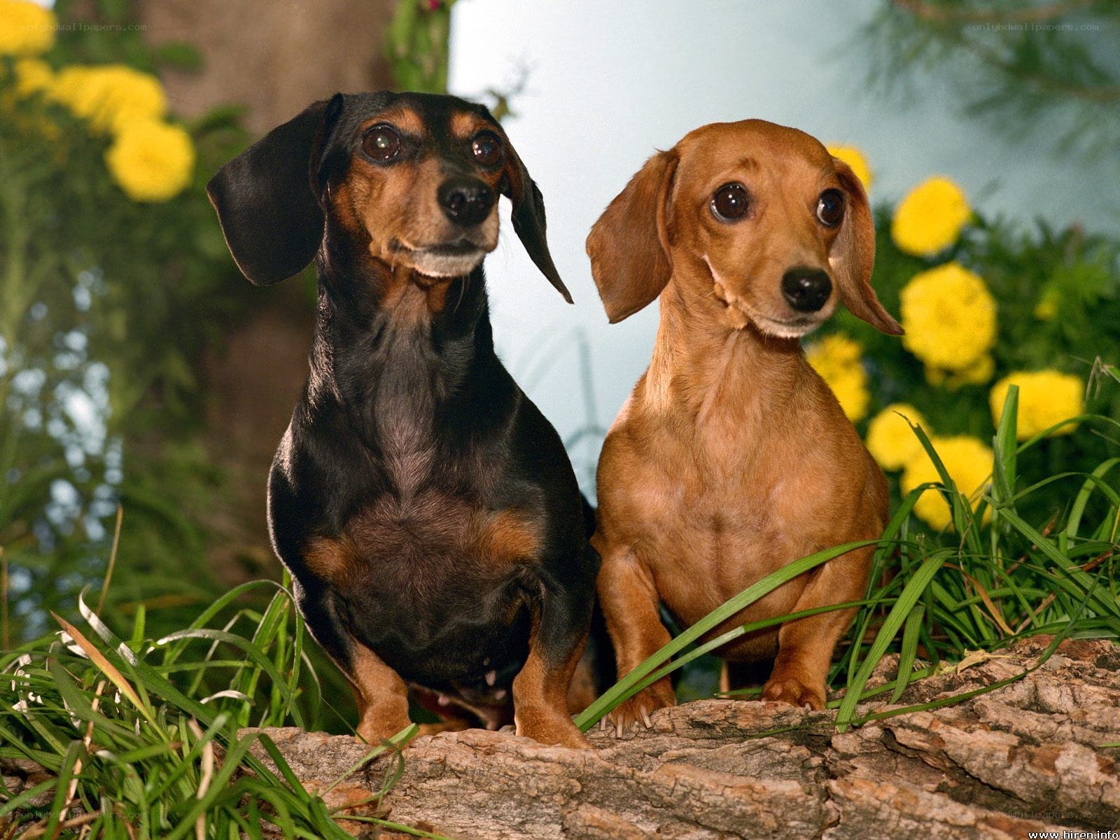 Two dachshund dogs in garden