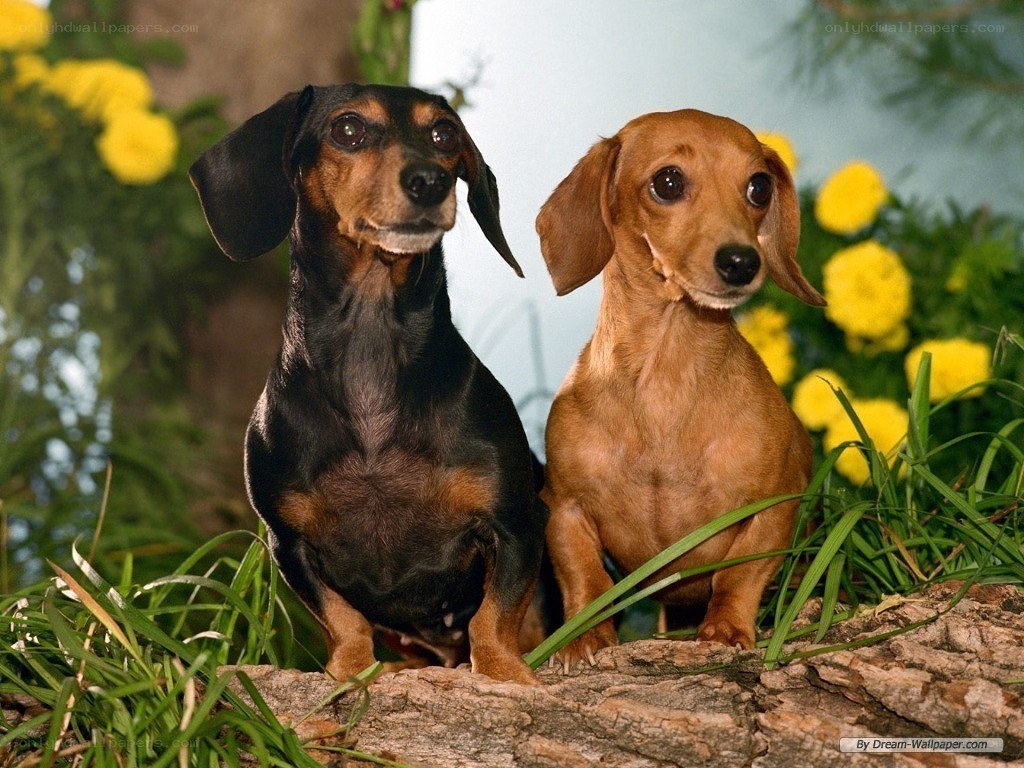 Two dachshund dogs in garden
