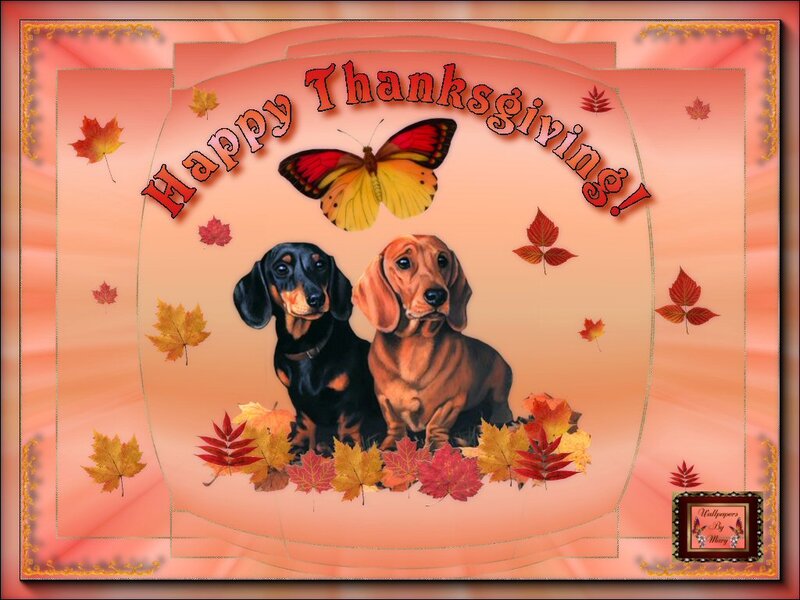 Two Dachshund Dogs — Orange