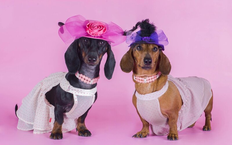 Two Dachshund Dogs — Pink