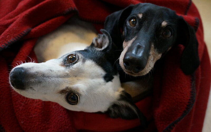 Two Dachshund Dogs — Red