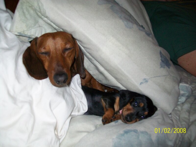 Two Dachshund Dogs