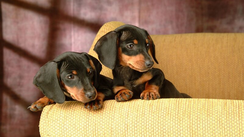 Two Dachshund Puppies — Black, Calm, Photograph, Couch