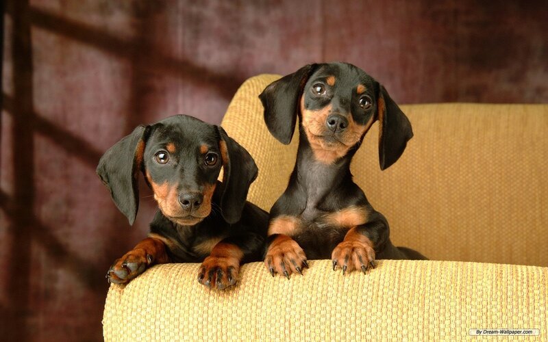 Two Dachshund Puppies — Black, Calm, Photograph