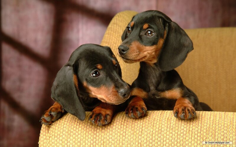 Two Dachshund Puppies — Black, Calm