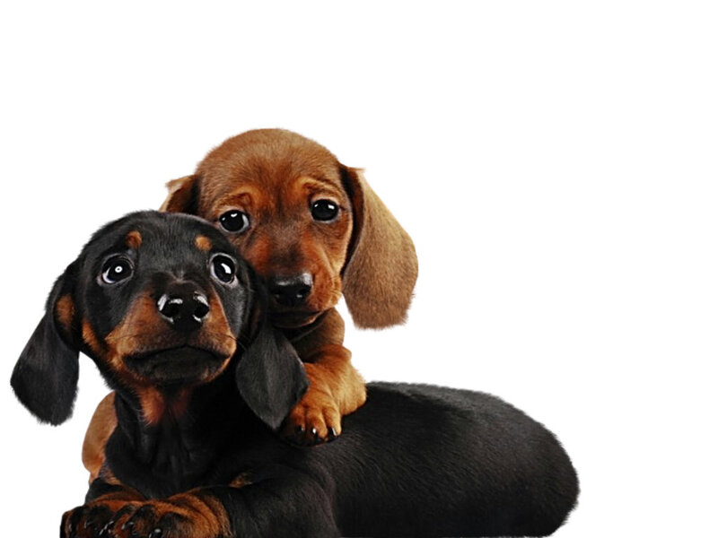 Two Dachshund Puppies — Black, Innocent
