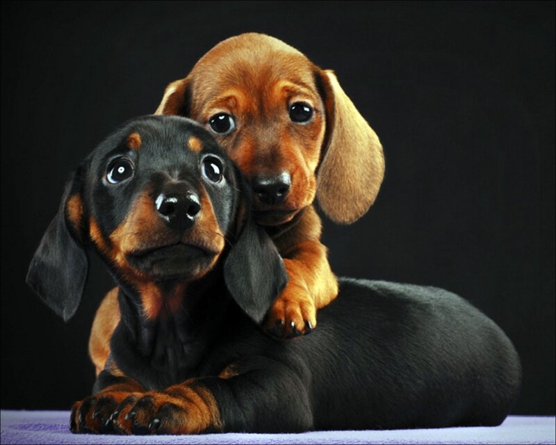 Two Dachshund Puppies — Black