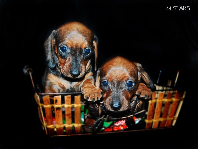 Two Dachshund Puppies — Brown, Calm, Photograph, Basket, Dark Background