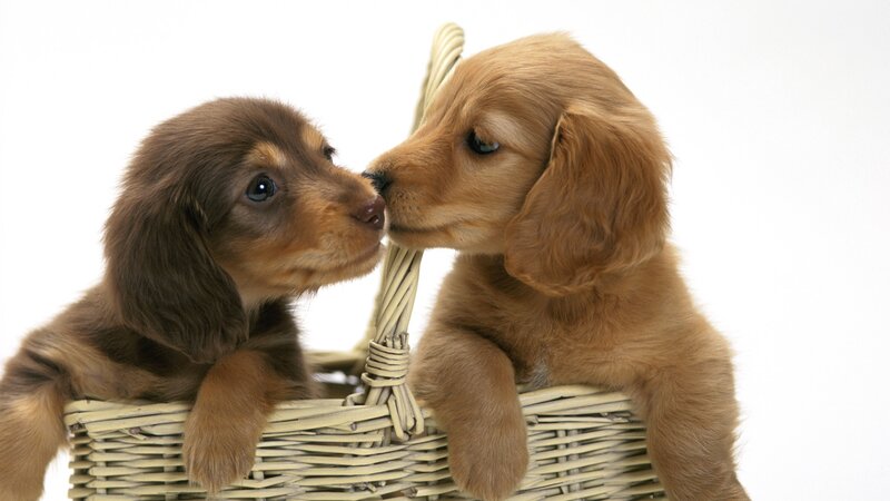 Two Dachshund Puppies — Brown, Calm, Photograph, Basket, White