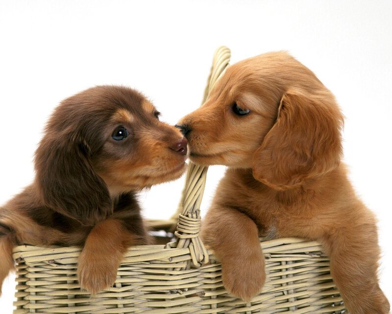 Two Dachshund Puppies — Brown, Calm