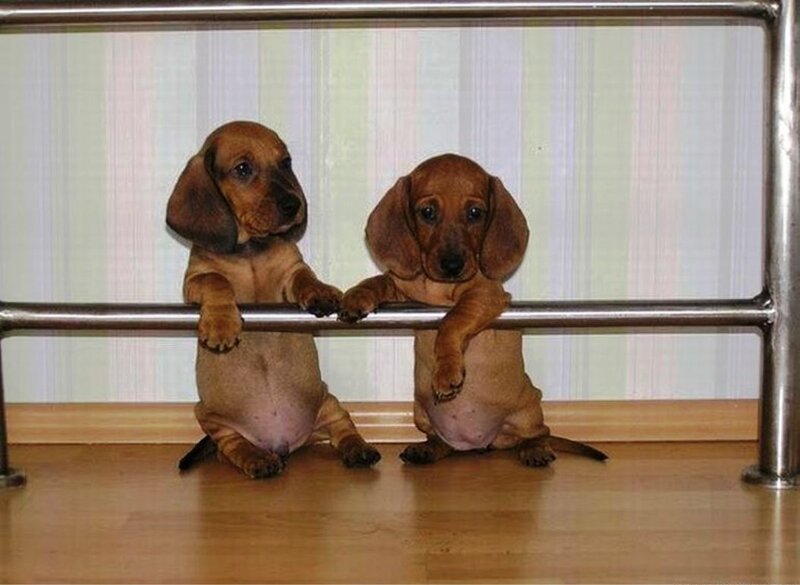 Two Dachshund Puppies — Brown, Curious